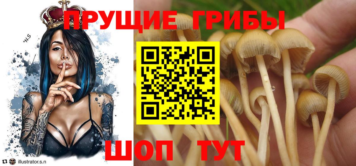Галлюциногенные грибы Psilocybine cubensis  Вход с VPN  купить наркотик  Гуково 